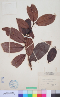 Specimen thumbnail